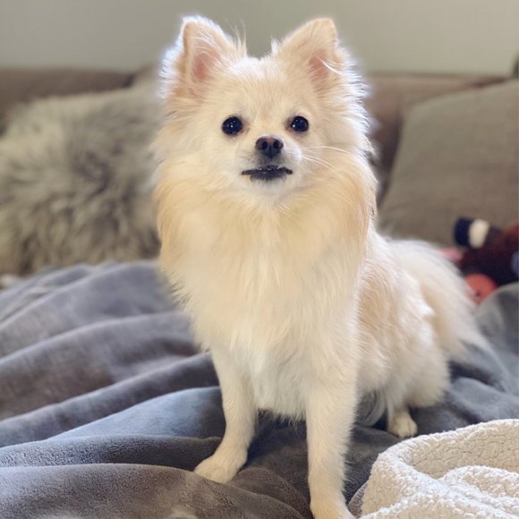 Meet your Posher, Chen - Picture 4 of 5